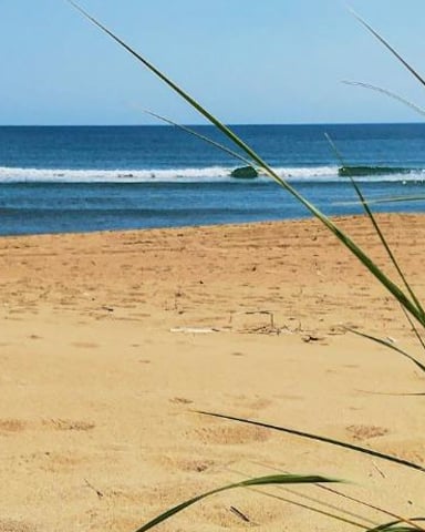Sandy beach with ocean waves and beach grass in foreground under clear blue sky